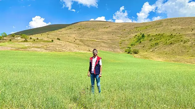 Bayburt'ta yem bitkileri için saha çalışmaları sürüyor