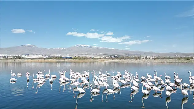 Besiciler hayvanlarını otlatıyor