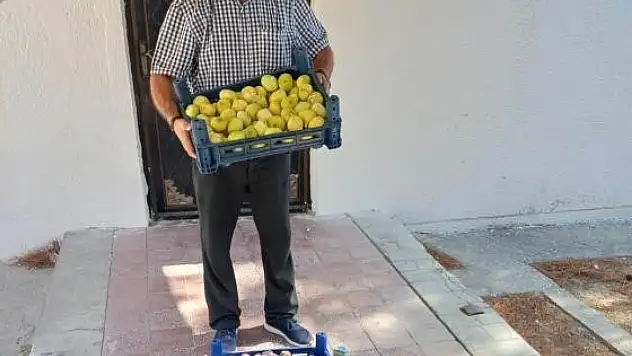 Beyaz incir hasadı başladı