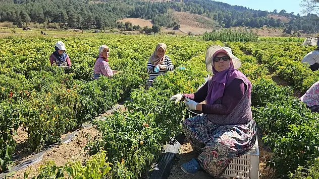 Biberiye hasadı rekor bekliyor
