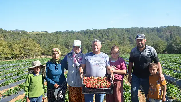 Bilecik'te Çiftçiler Çilekle Kazançlarını 30 Kat Arttırdı