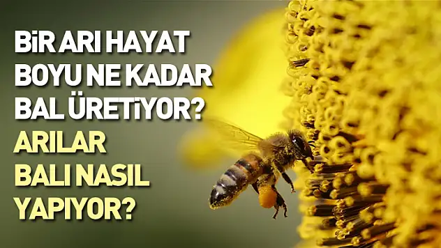 Bir Arı Hayat Boyu Ne Kadar Bal Üretiyor? Arılar Balı Nasıl Yapıyor?