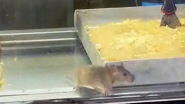 Börekçide hijyen skandalı: Vitrinde fare görüntülendi