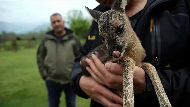 Boş havuza düşen yavru karacayı itfaiye ekipleri kurtardı