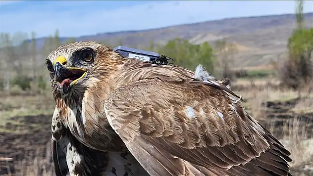 Bozkır şahini 2,5 yılda 28 ülkede 103 bin kilometre uçtu