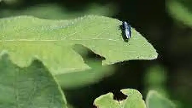 Bu böcekler servet değerinde!