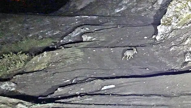 Budaklı kaplıcaları için vahşi hayvan uyarısı