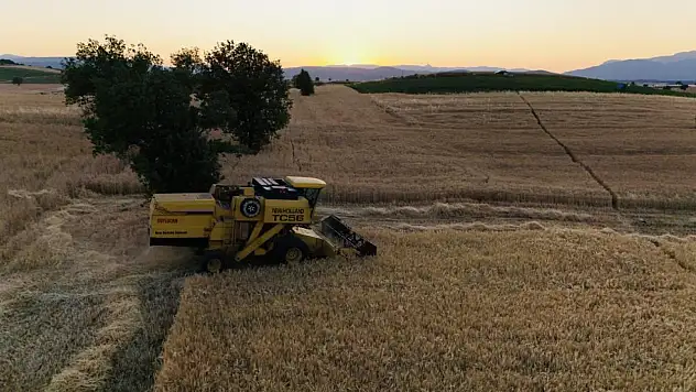 Buğday hasadı başladı