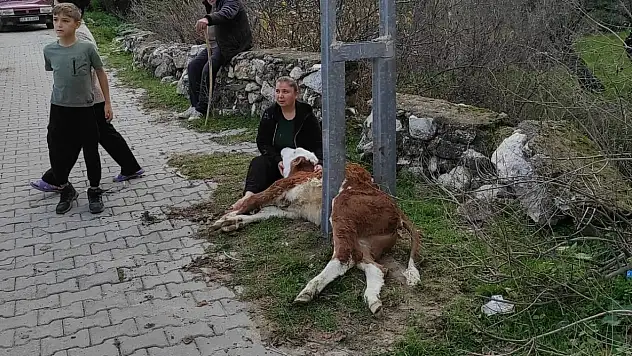 Buzağı aydınlatma direğine sıkıştı itfaiye kurtardı