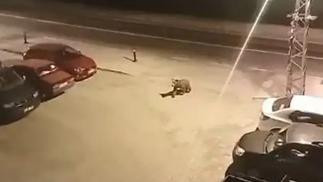 Cadde ve sokakları ayılar bastı