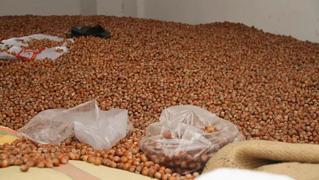 Çakır: 'Fındık fiyatları 400 lira ve üzerine çıkabilir'