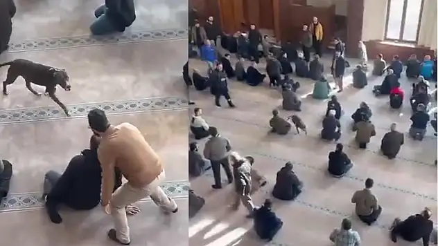 Camiye giren pitbull tedirgin etti