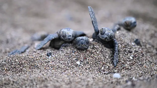 Caretta caretta yavruları denizle buluştu