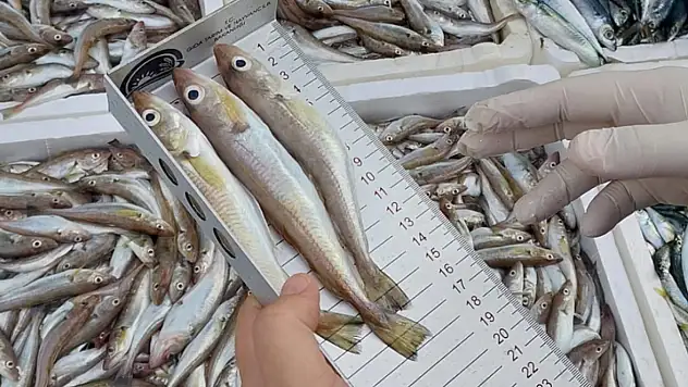 Çarşamba'da Balık Tezgahlarına Denetim