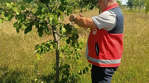 Çarşamba'da Biyolojik Mücadele devam ediyor