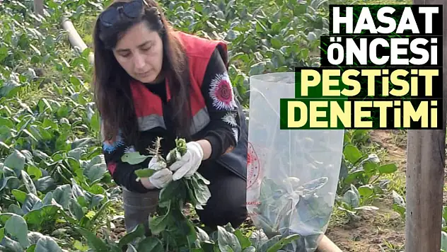 Çarşamba'da hasat öncesi pestisit denetimi