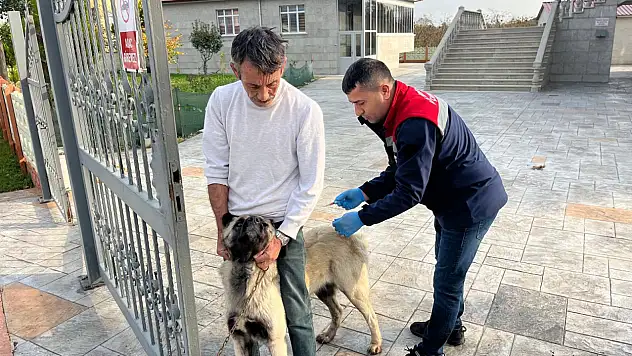 Çarşamba'da 'Kuduz' ve 'Kimliklendirme' çalışması