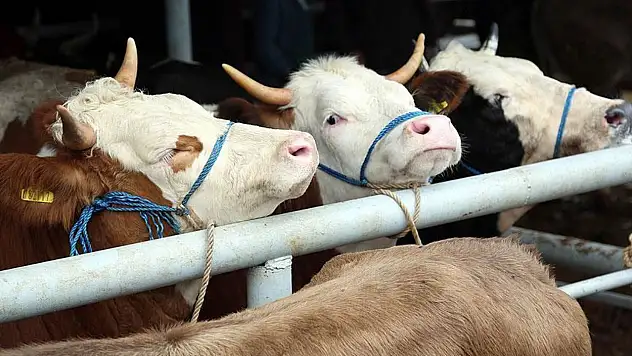Çarşamba'da Şap Karantinası