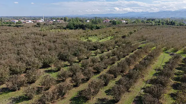 Çarşamba Ovası ormana dönüşüyor