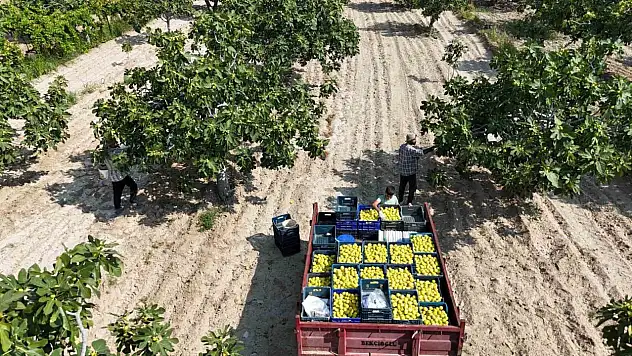 Çatlatan lezzeti taze incir, sofralarda yerini aldı