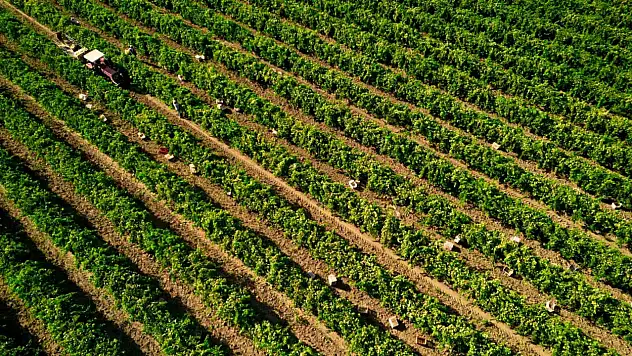 Çekirdeksiz üzümde hasat sezonu buruk başladı