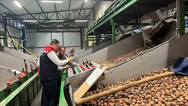 Ceviz ekim alanları genişliyor