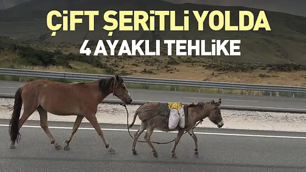 Çift şeritli yolda 4 ayaklı tehlike