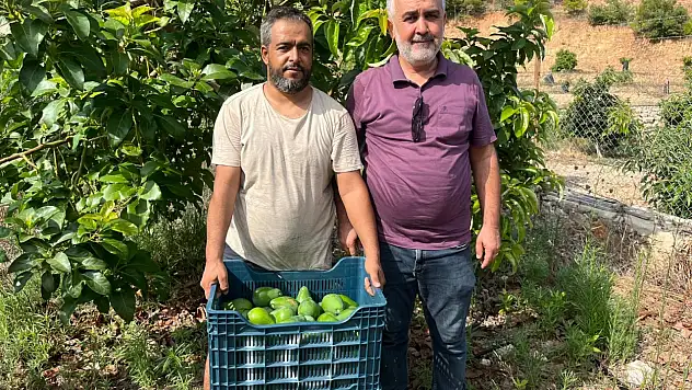 Clifton cinsi avokado hasadı başladı