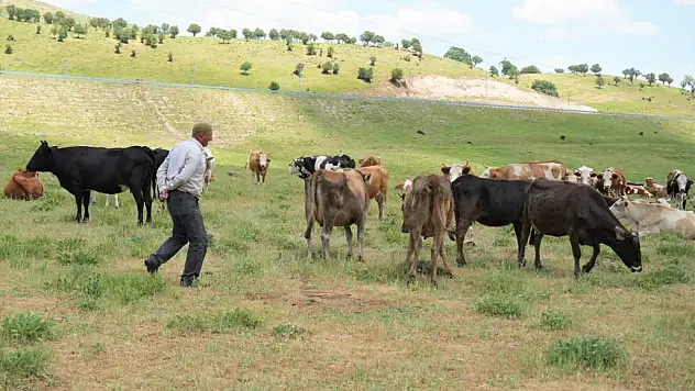 Çoban 1 milyon TL istedi, köylüler imece usulüne döndü