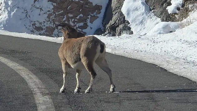 Dağ Keçileri Yola İndi