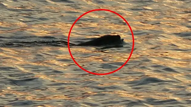 Denize girmek isteyenler tedirgin! İnsana saldırabiliyor