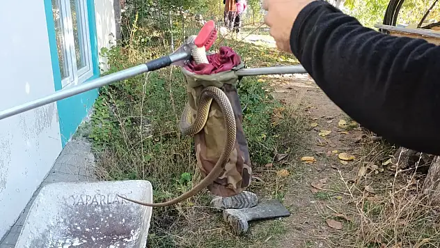 Denizli'de Evin İçine Giren Yılan Paniğe Neden Oldu