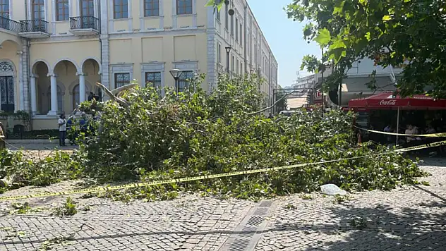 Dev çınar devrildi