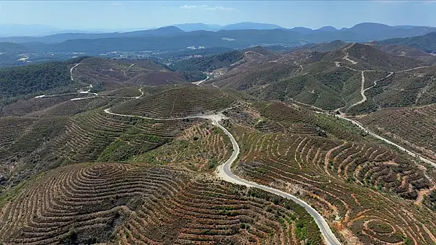 Dikilen fidanlar 2 metreye ulaştı