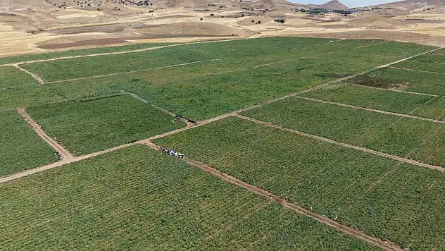 'Dışarıda 25 liraya alacağınıza tarladan 8 liraya alın'