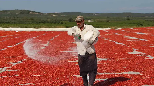 Domates kurutma alanlarında görsel şölen