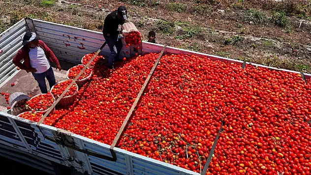 Domates Tarlada 3 TL'ye düştü