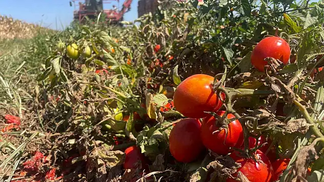 Domateste fiyatlar çiftçi lehine 3'e katladı