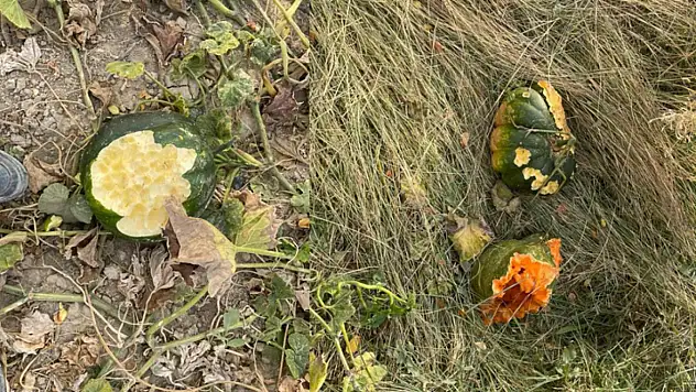 Domuz sürüleri bahçeleri istila etti