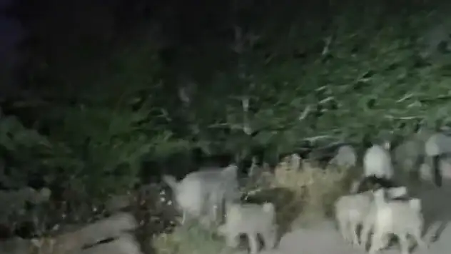 Domuz sürüsü yola indi, zor anlar yaşandı !