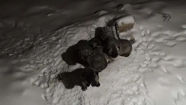 Donmak üzere olan yavruları kurtardı