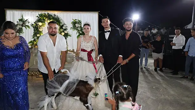 Düğünde Takı Yerine Buzağı Hediye Edildi