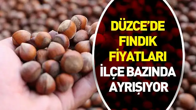 Düzce'de Fındık Fiyatları İlçe Bazında Ayrışıyor