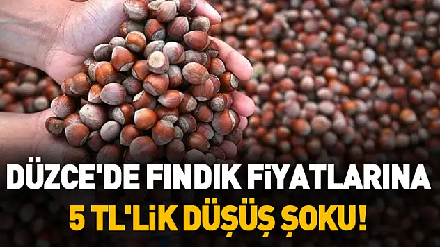 Düzce'de Fındık Fiyatlarına 5 TL'lik Düşüş Şoku! (20 Ocak 2026)