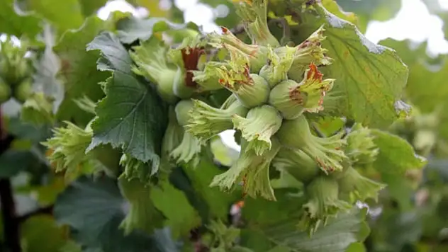 Düzce'de fındık hasat tarihleri belli oldu