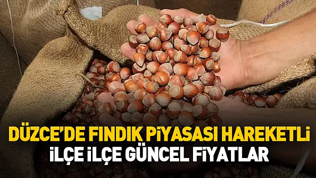 Düzce'de Fındık Piyasası Hareketli: İlçe İlçe Güncel Fiyatlar