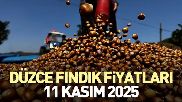 Düzce Fındık Fiyatları 11 Kasım 2025