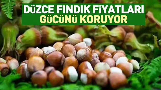 Düzce Fındık Fiyatları Gücünü Koruyor | 27 Aralık'ta Akçakoca Etkisi Belirgin