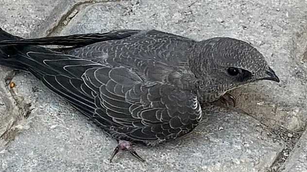 Ebabil kuşunu koruma altına aldı