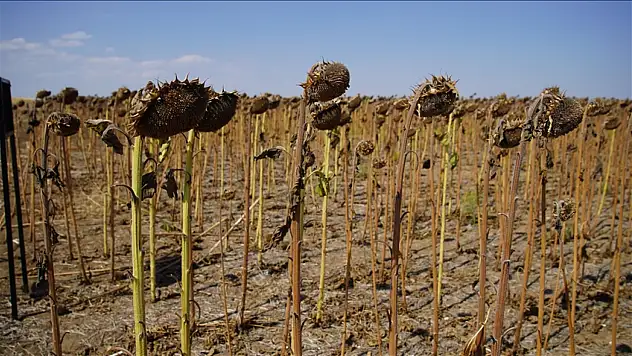 Edirne'de bu yıl da kuraklık ve sıcak hava nedeniyle ayçiçeği verimi düştü